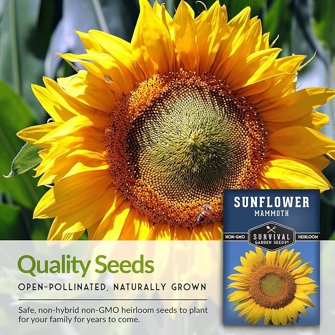 Survival Garden Seeds - Mammoth Sunflower Seed for Planting - 5 Packs with Instructions to Plant and Grow Enormous Colorful Flowers in Your Home Flower or Vegetable Garden - Non-GMO Heirloom Variety