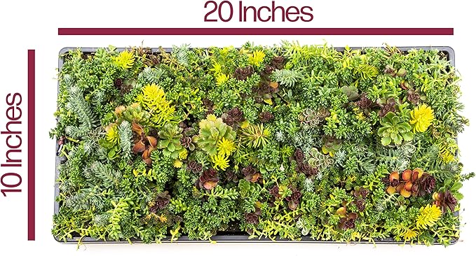 Sedum Succulent Plants Ground Cover, Live Succulents Plants Live Plants, Plant Tray of Outdoor Plants for Landscaping, Fairy Garden Accessories, Plant Wall Decor and Succulent Soil by Plants for Pets