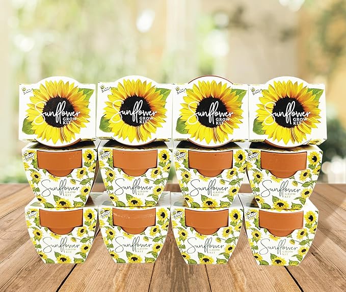 Buzzy Seeds Terracotta Mini Grow Pots | Herb, Plant, Flower Starter Kit for Kids & Adults | Assorted 12-Pack, Daydream Collection Sunflower | Guaranteed to Grow | Best Indoor Grow Your Own Plant