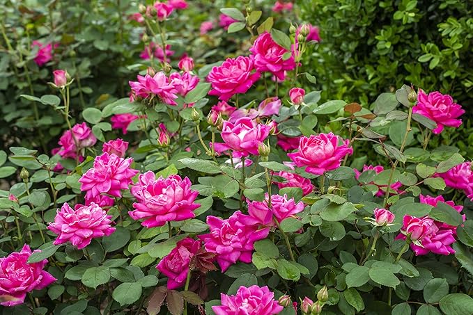 Green Promise Farms Rosa `Double Knock Out` (Reblooming) Rose, 3 Size Container, pink flower
