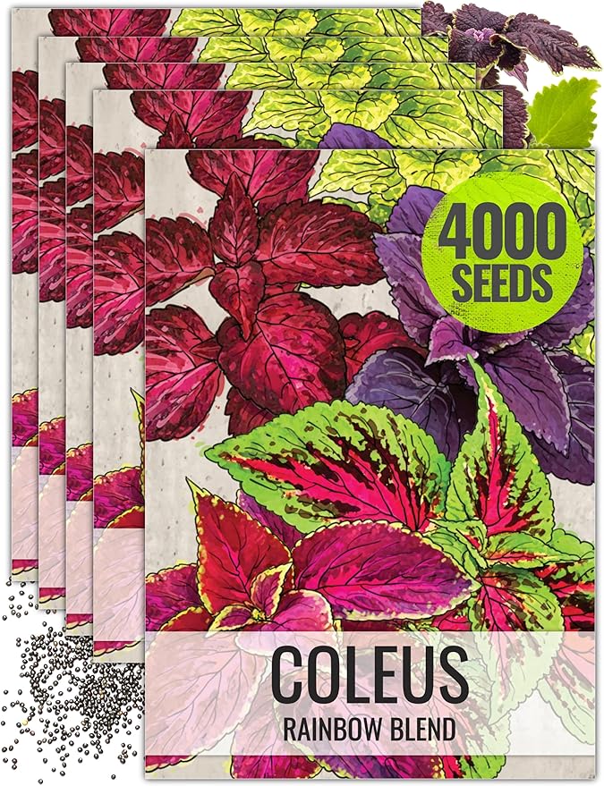 Seed Needs Coleus Seeds for Planting Rainbow Mixture - Heirloom & Open Pollinated Plants Prefer Partial Shade Indoors/Outdoors (5 Packs)