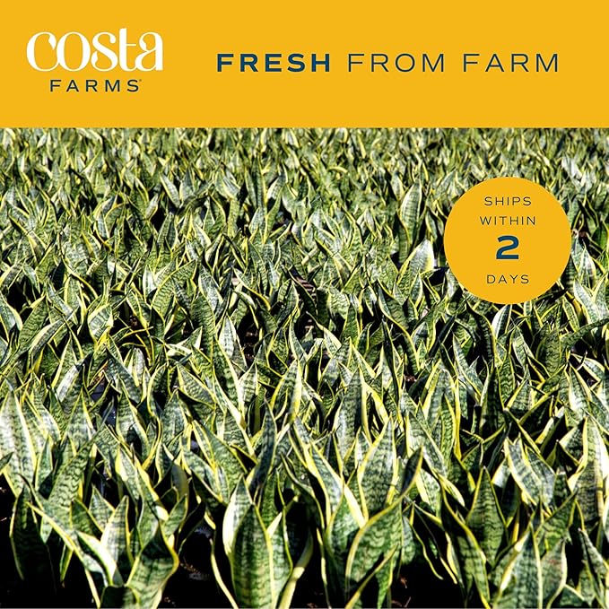 Costa Farms Snake Plant, Easy Care Live Indoor Plant in Décor Planter, Beautiful Clean Air Purifying Houseplant, Boho Home and Room Décor, Housewarming Gift, 8-Inches Tall