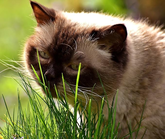 Simple Cat Grass Blend | 100% US Organic + 4 Popular Seeds | Wheat, Barley, Oats, Rye Mix Combo | Show Your Love with a Healthy Pet Snack Treat (6 Ounce ~4800 Seeds)