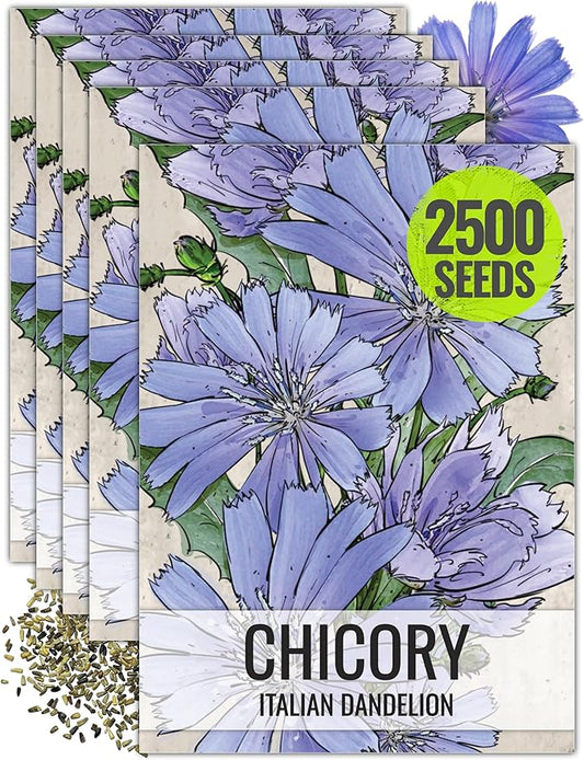 Seed Needs, Chicory Seeds - 500 Heirloom Seeds for Planting Cichorium intybus - Blue Floweres/Wildflowers, Non-GMO & Untreated, Italian Dandelion (5 Packs)