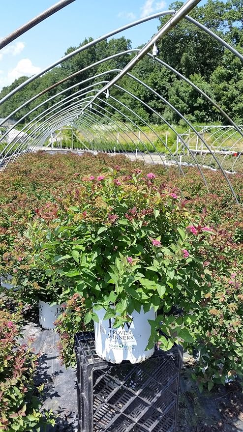 Spiraea jap. Double Play Doozie (Spirea) Shrub, 3-Size Container, red-Pink Flowers
