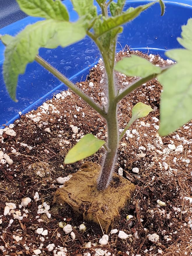 5QT Organic Perlite Horticultural Soil Amendment for Plants and Enhanced Drainage Enhanced