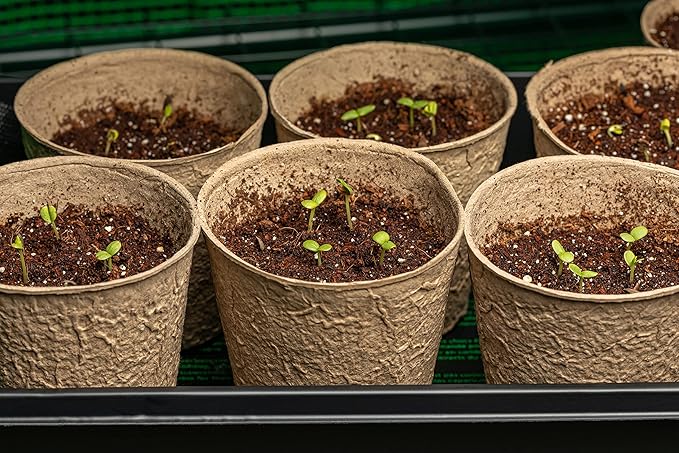 Large Leaf Italian Basil Seeds for Planting - Heirloom, Non-GMO, USA Grown - Premium Waterproof Packaging with Instructions