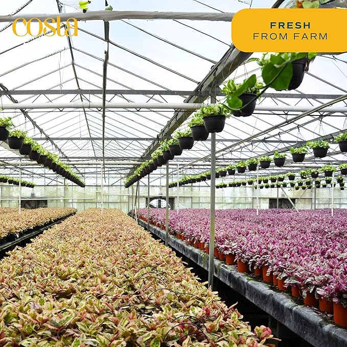 Costa Farms White Bird of Paradise Plant (2-Pack), Live Indoor Plants Houseplants in Indoors Planter Pots, Soil, Housewarming Gift, Living Room, Office, and Home Decor, 3-4 Feet Tall