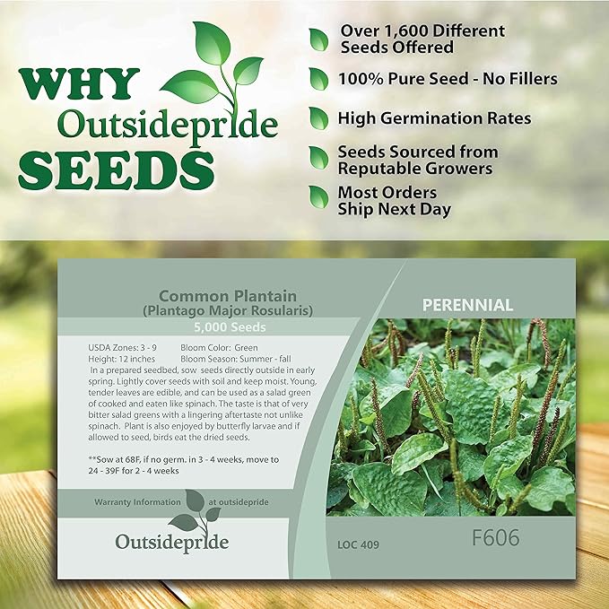 Outsidepride 10000 Seeds Perennial Common Green Plantain Herb Garden Seed for Planting