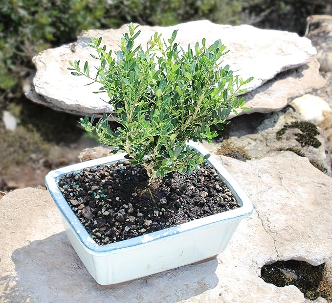 Brussel's Bonsai Live Harland Boxwood Bonsai Tree - Medium, 5 Years, 8 to 12 Inches Tall - Outdoor Bonsai Tree with Ceramic Bonsai Pot