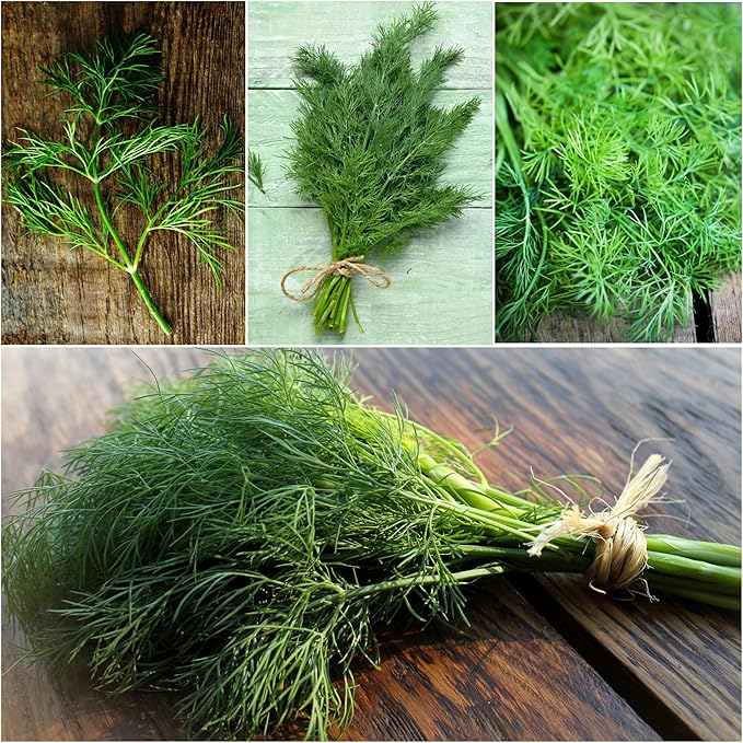 Seed Needs, Bouquet Dill Seeds - 250 Heirloom Seeds for Planting Anethum graveolens - Culinary Herb to Grow Indoors or Outdoors, Non-GMO & Untreated (2 Packs)