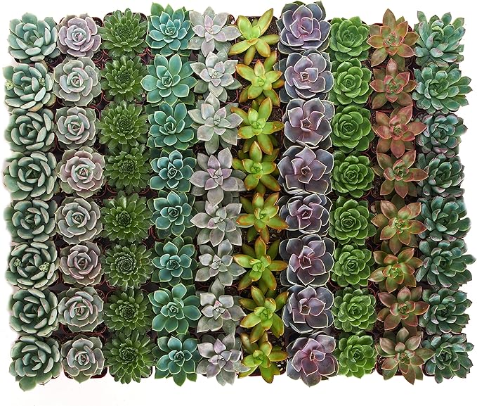Shop Succulents Rosette Succulent Plant Pack Bulk Collection, Live Mini Succulent Plants, Low Maintenance, Floral Shaped Mix of Colors & Textures - Wedding and Party Favors, Gift & Garden, Pack of 128