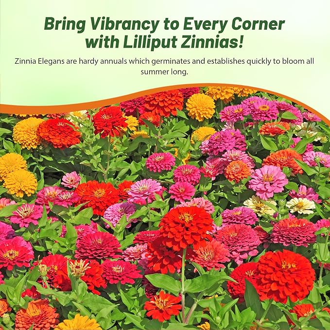 Outsidepride Zinnia Seeds - 1/4 Lb. Annual Blend of Hardy Compact Mixed Color Ball-Shaped Blooms for Planting in Outdoor Containers, Borders, Flower Beds, Cutting Gardens & Pollinator-Friendly Spaces