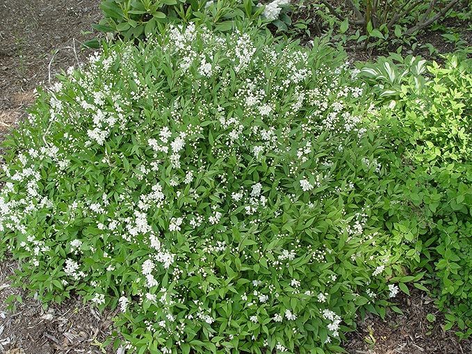 Deutzia gracilis 'Nikko' (Nikko Deutzia) Shrub, white flowers, #2 - Size Container