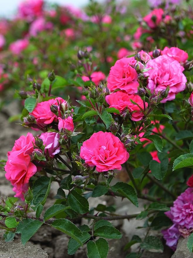Drift Roses - Rosa Coral Drift (Rose) Rose, coral flowers, #2 - Size Container