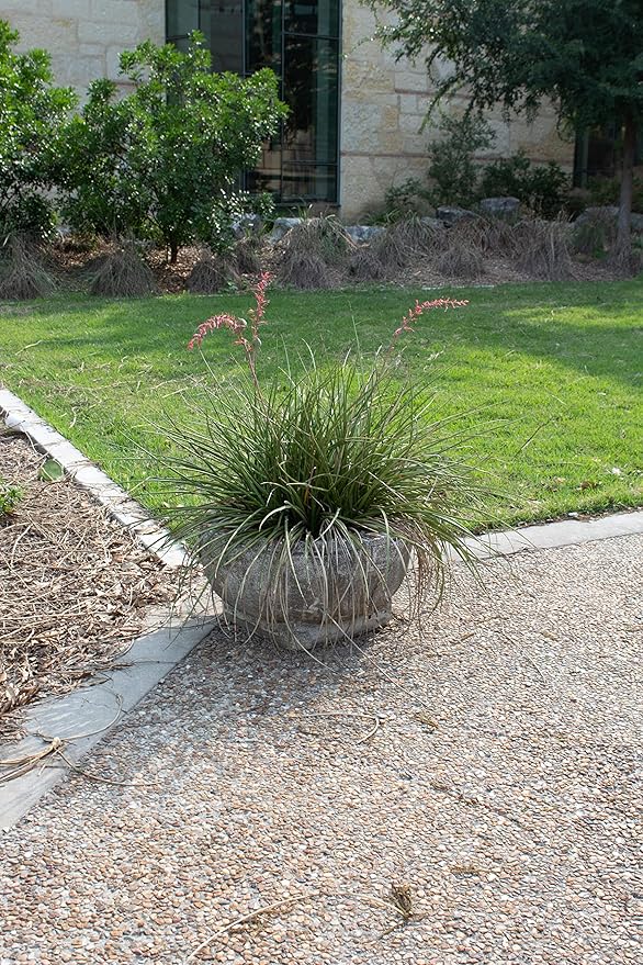 Live Succulents Plants Live Red Yucca Plant, Outdoor Plants Live Yucca Plants, Outdoor Yucca Plants Live Plants, Succulent Plants Live Outdoor Plants, Succulents Live Accent Plant by Plants for Pets