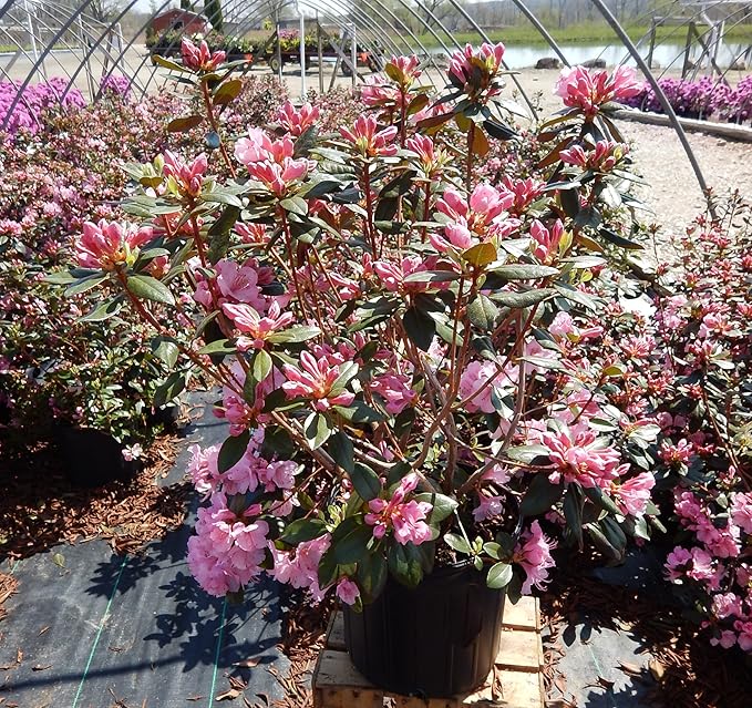 Rhododendron 'Aglo' (Rhododendron) Evergreen, pink flowers, #2 - Size Container