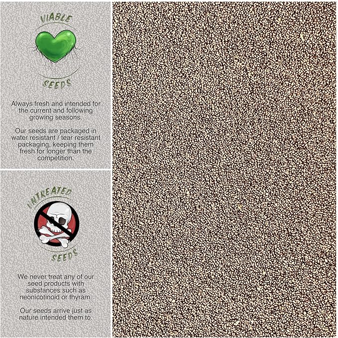 Seed Needs, Holy Basil Seeds - 500 Heirloom Seeds for Planting Ocimum Sanctum - Medicinal Tulsi Herb to Plant Indoors or Outdoors, Non-GMO & Untreated (5 Packs)