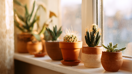 Cozy early winter windowsill with terracotta pots of succulents and cacti, soft golden sunlight creating a warm seasonal atmosphere by GardenAtelier