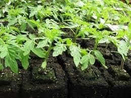 Authentic Ladbrooke Soil Block Maker 5-Pc. Essentials Nesting System Includes Mini 4, Micro 20, Cubic Inserts, 1" Seed Dibbles, and Grow Tweezers, Made in England