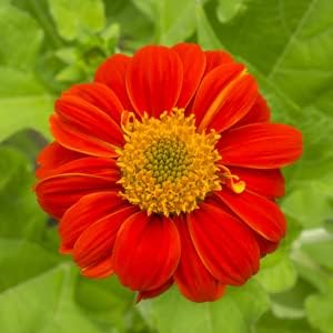 Survival Garden Seeds 3 Packs Mexican Sunflower Seed for Planting - Instructions to Plant and Grow Tithonia Rotundifolia in Your Home Vegetable or Flower Garden - Non-GMO Heirloom Variety