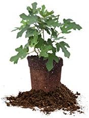 Celeste FIG TREEE, Live Plant, Includes Special Blend Fertilizer & Planting Guide (1 Gallon)