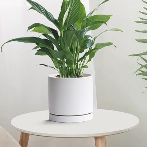 Ceramic Plant Saucer Plant Pot Tray 8 inch White, Planter Water Drip Trays for Plant Saucers Indoors, Thick Durable Sturdy Flower Pot Saucers for Glazing Pots Base, More Sizes 4-12 inch