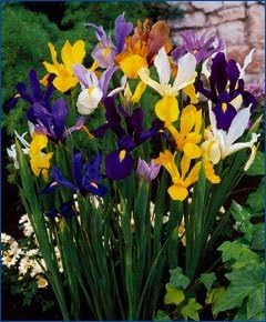 40 Dutch Iris Bulbs, Mixed-Perfect for Fall Planting!