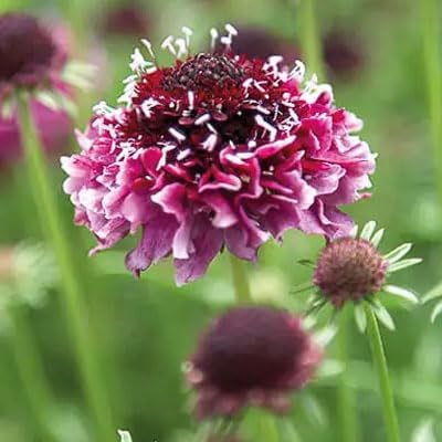 Outsidepride 200 Seeds Perennial Maroon Beaujolais Bonnets Scabiosa Pincushion Flower Seeds for Planting