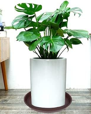 6 Pack of 8 inch Plant Saucer, Heavy Duty Plastic Plant Water Tray 8 inch Round, Pebble Tray, Flower Plant Saucers for Indoors No Holes, Plant Dishes Saucer for Planter 7"/8" (8", Chocolate)