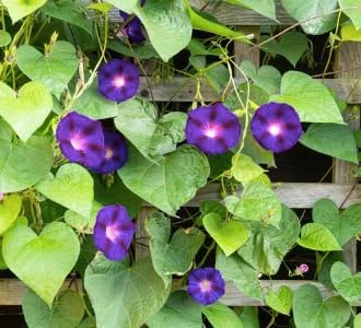 Grandpa OTT Purple Morning Blooming Vine Seeds - Approximately 165 Seeds
