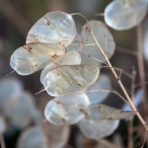 Money Plant Seeds - 150+ Count Packet - for 2024 Non GMO USA Lunaria Annual Honesty Silver Dollar Plant Wildflower Garden Flower