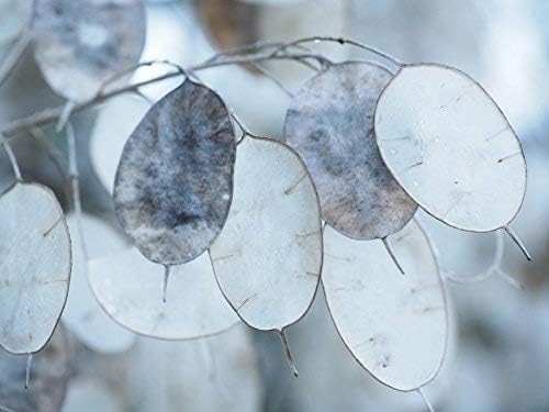 50 Lunaria Biennis Seeds - Silver Dollars, Money Plant, Honesty Plant, Moonwort