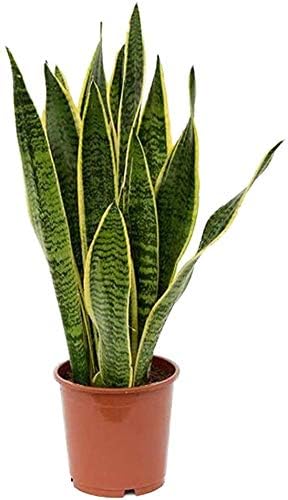 American Plant Exchange Snake Plant, Medium-Size 6-Inch Pot Yellow Sansevieria, Easy-to-Care Air Purifying Live Houseplant for Home, Office & Garden Décor