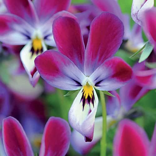 Park Seed Viola Flower Plant Seeds, Easy to Grow, Perfect for Spring Garden, Bunny Ears, Pack of 25