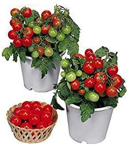 30 Dwarf Red Robin Tomato Seeds, Heirloom Non-GMO, Sweet, Low Acid, Determinate, Open-Pollinated, Delicious, Solanum lycoperscium, from USA