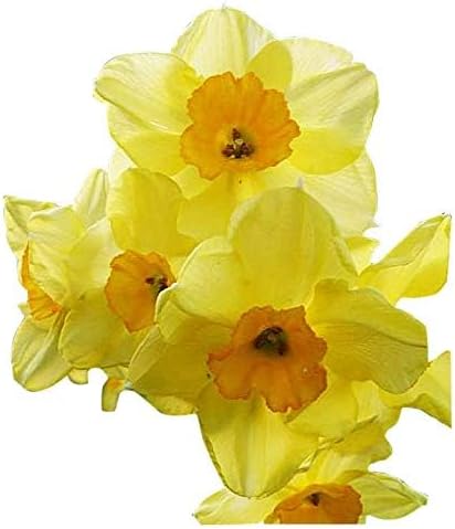 10 Tete a Tete Narcissus Bulbs - Top Size Daffodil Bulbs