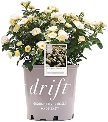 Perfect Plants Popcorn Drift Rose Live Plant, 1 Gallon, Includes Care Guide