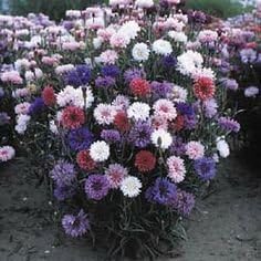 Non GMO Bulk Cornflower/Bachelor Button Seeds - Tall Mix Centaurea cyanus (5 lbs)