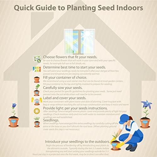 Outsidepride 100 Seeds Perennial Burgundy Beau Scabiosa Pincushion Flower Seeds for Planting