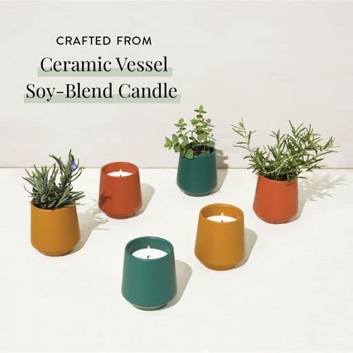 Modern Sprout Rooted Candle Grow Set, Indoor Herb Garden, Seed Starter Set, Organic, Non-GMO, Lavendar & Cedarwood