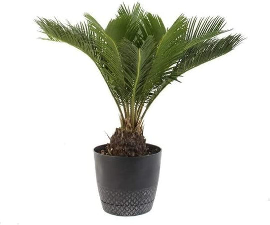 American Plant Exchange Live King Sago Palm Tree, Japanese Sago Palm Tree, Plant Pot for Home and Garden Decor, 6" Pot