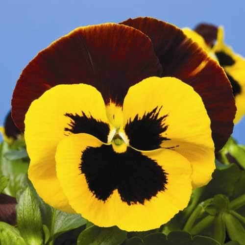Seeds Cool Wave Fire Pansy Viola Flowers Annual