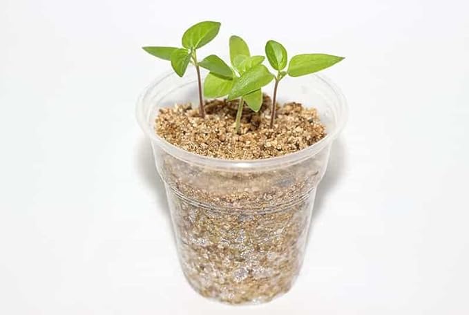 50/50 Perlite Vermiculite Blend - Unlock The Secret to Thriving Plants with Superior Drainage and Moisture Retention - 2 Quart