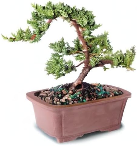 Brussel's Bonsai DT7079GMJ, Green Outdoor Bonsai Tree, Mound Juniper, MEDIUM