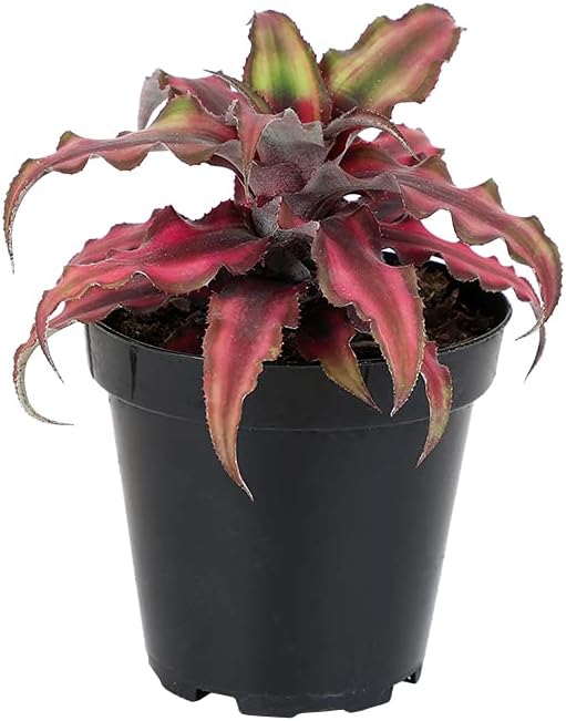 Live Cryptanthus Bromeliad Plant, Cryptanthus bivittatus Pink Star, Indoor Flowering Plant, Earth Star House Plant in Pot, Bromeliads Live Plants in Soil, Colorful Potted Houseplant by Plants for Pets
