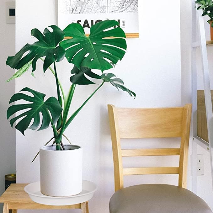 6 Pack Plastic White Plant Saucers for Potted Plants, 4 5 6 7 8 9 10 11 12 14 inch, Flower Pot Water Trays for Indoor Outdoor Ceramic or Plastic, Plant Containers Indoor (6", Creamy White)