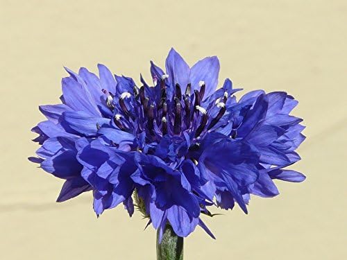 200 Dwarf Bachelor Button Seeds for Planting - Heirloom Non-GMO USA Grown Cornflower Seeds for Planting - Centaurea Cyanus Blue Flowers