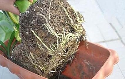 5 Pounds Potassium Water-Absorbing Crystal Polymer for Plants Soil Moist SAP Commercial-Grade