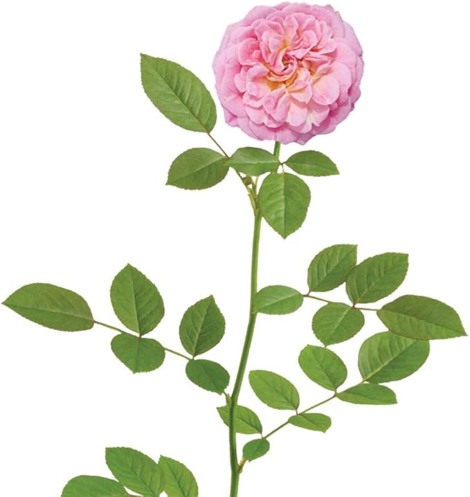 PERFECT PLANTS Sweet Drift Rose Live Plant, 3 Gallon, Dark Green and Baby Pink